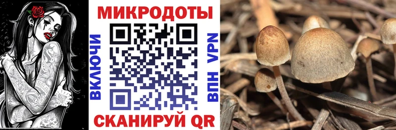 где купить наркоту  Дзержинск  Псилоцибиновые грибы Cubensis 